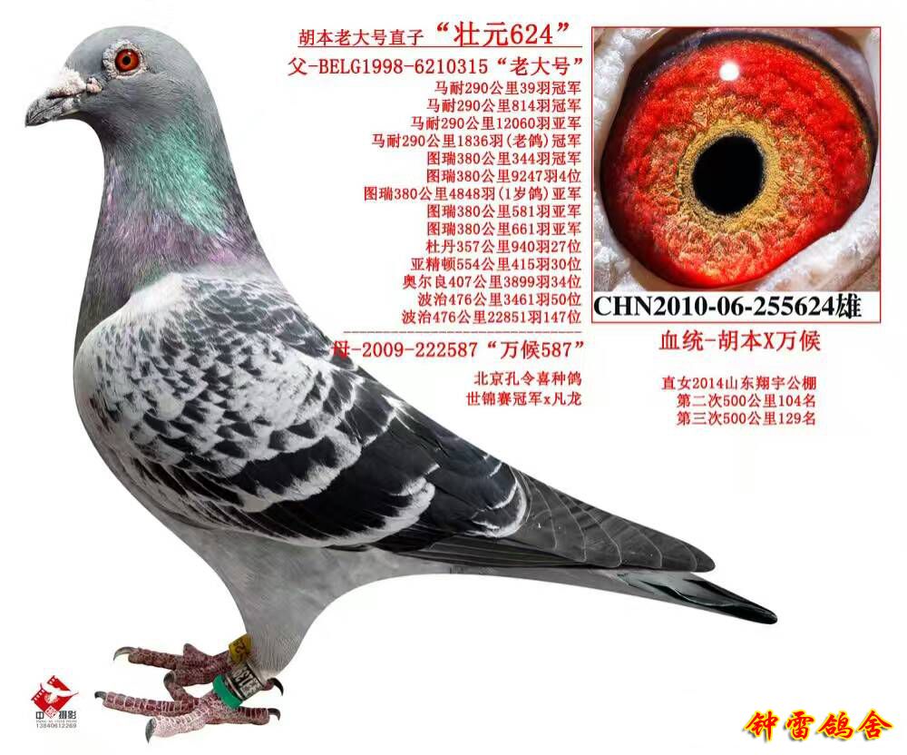 全美胡本老大号直子_济南钟雷鸽舍_ ag188.com爱鸽