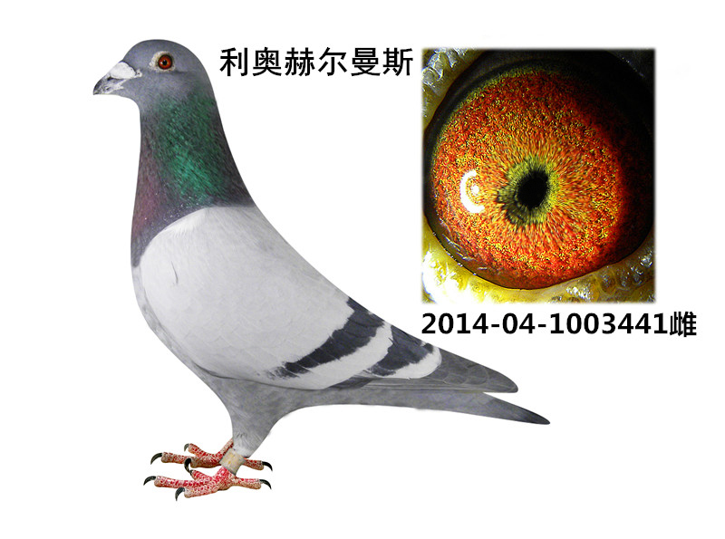 利奥·赫尔曼斯_盛发鸽业-中信网爱鸽商城