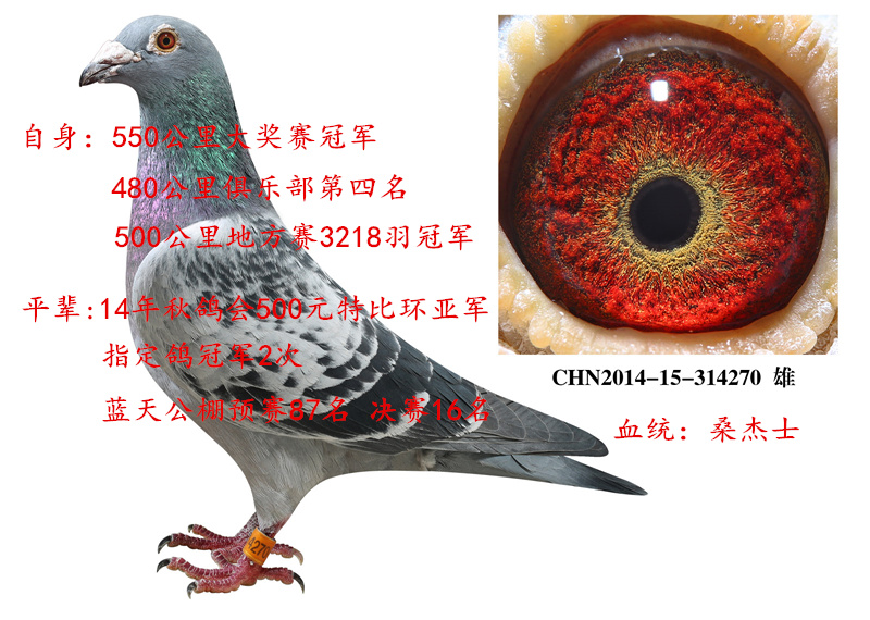 桑杰士超级种鸽