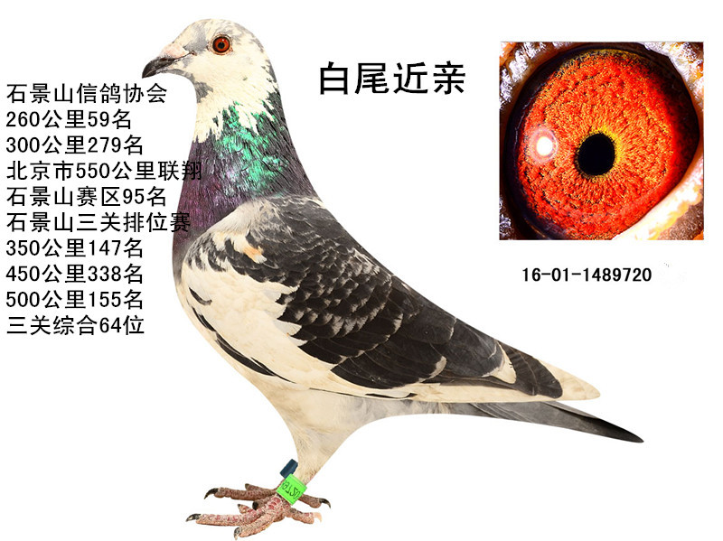 信鸽特征                  编 号: 494810                鸽 名: 白