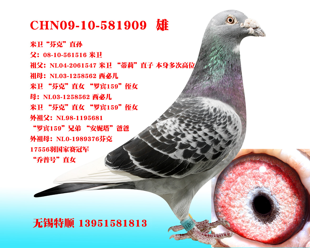 彼得米卫直系_无锡特顺鸽舍_ ag188.com爱鸽商城_中国信鸽信息网