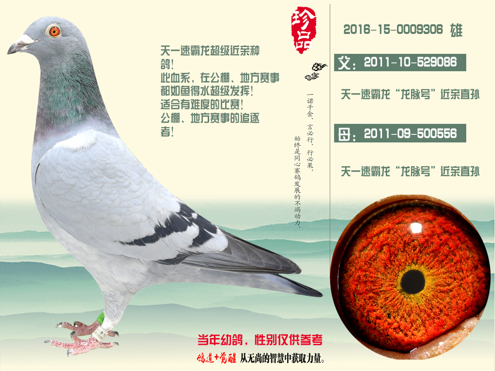 天一速霸龙