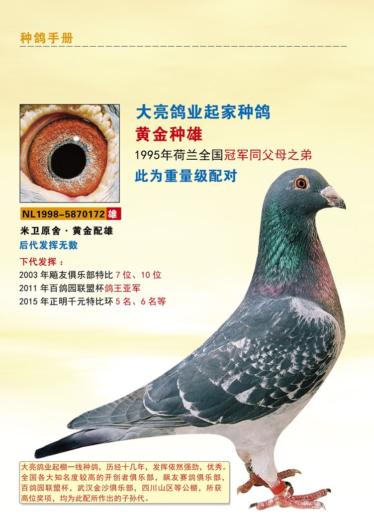 米卫原舍超级种鸽-王大亮鸽舍-中信网爱鸽商城