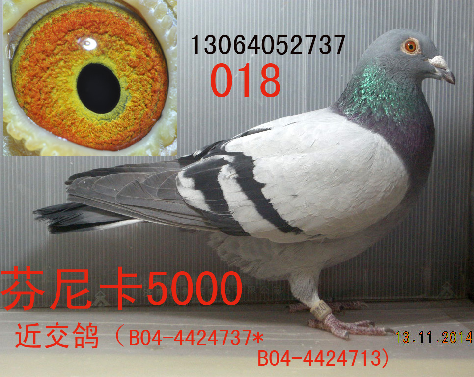 特征                  编 号: 519569                鸽 名: 芬尼卡