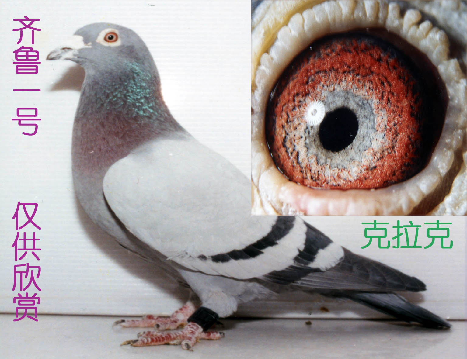特征                  编 号: 519722                鸽 名: 克拉克