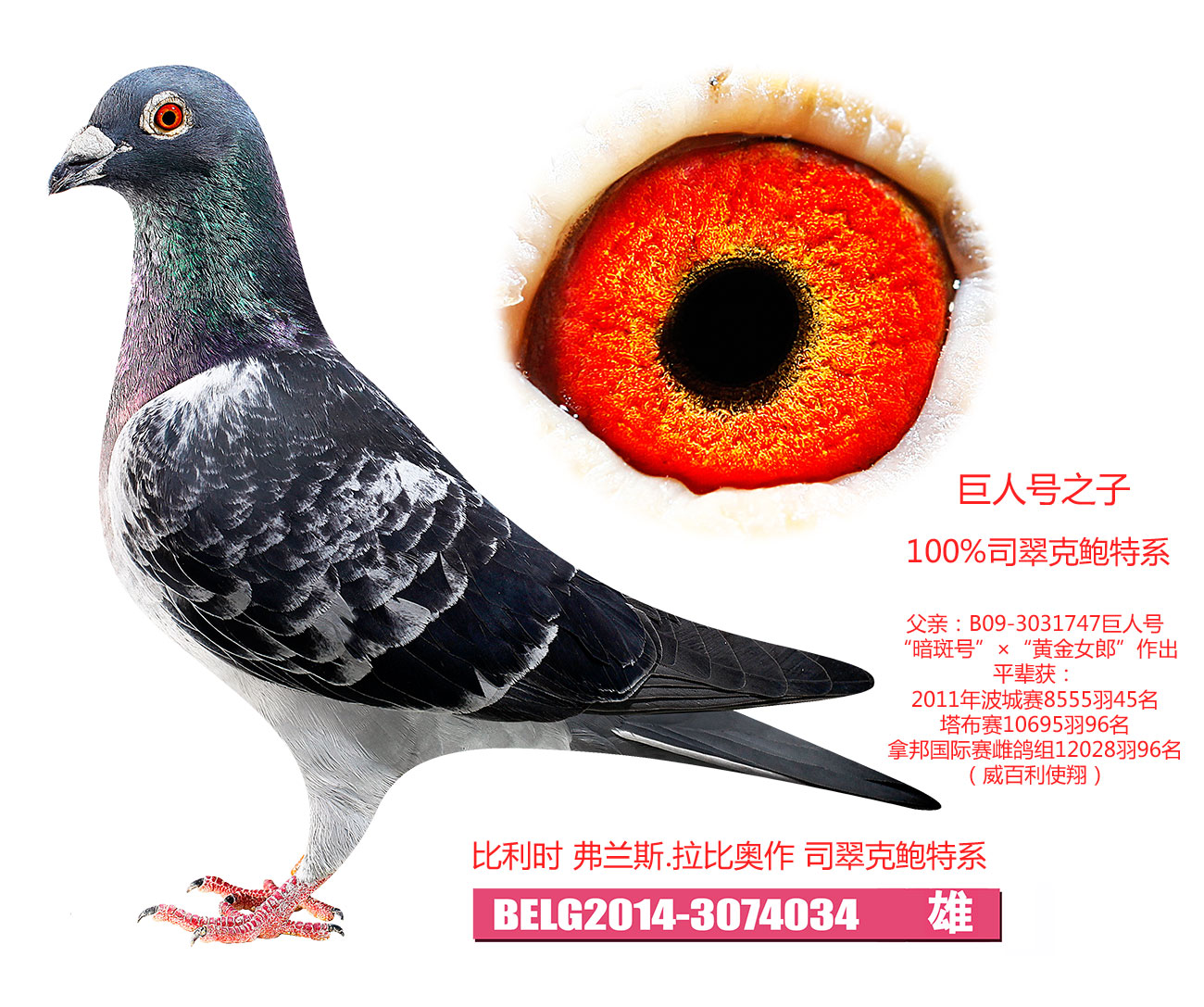 com爱鸽商城_中国
