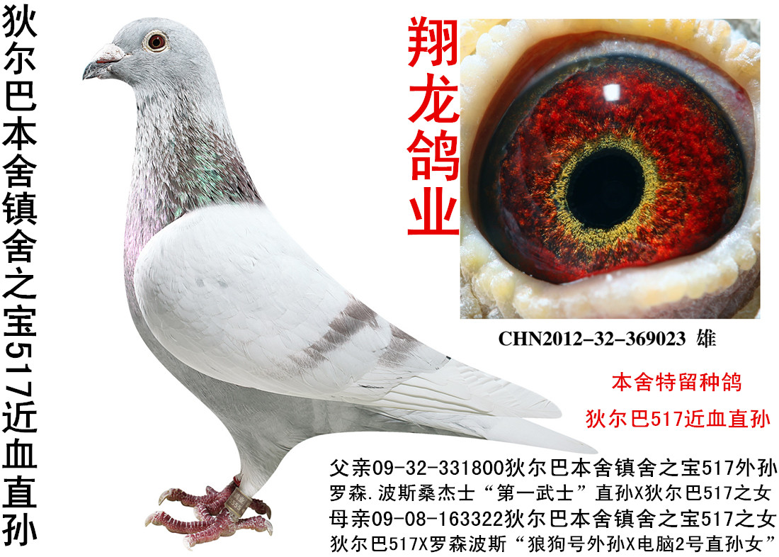 信鸽特征                 编 号: 520671               鸽 名: 狄尔