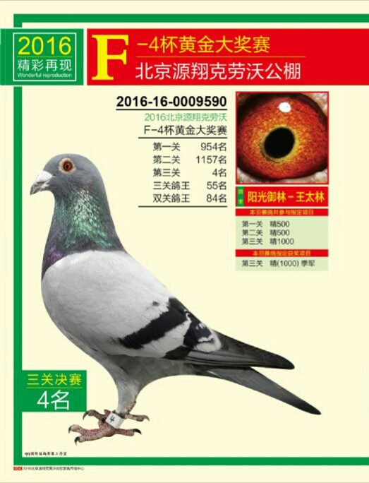 信鸽特征