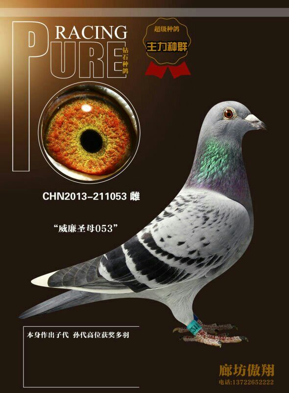 威廉圣母053