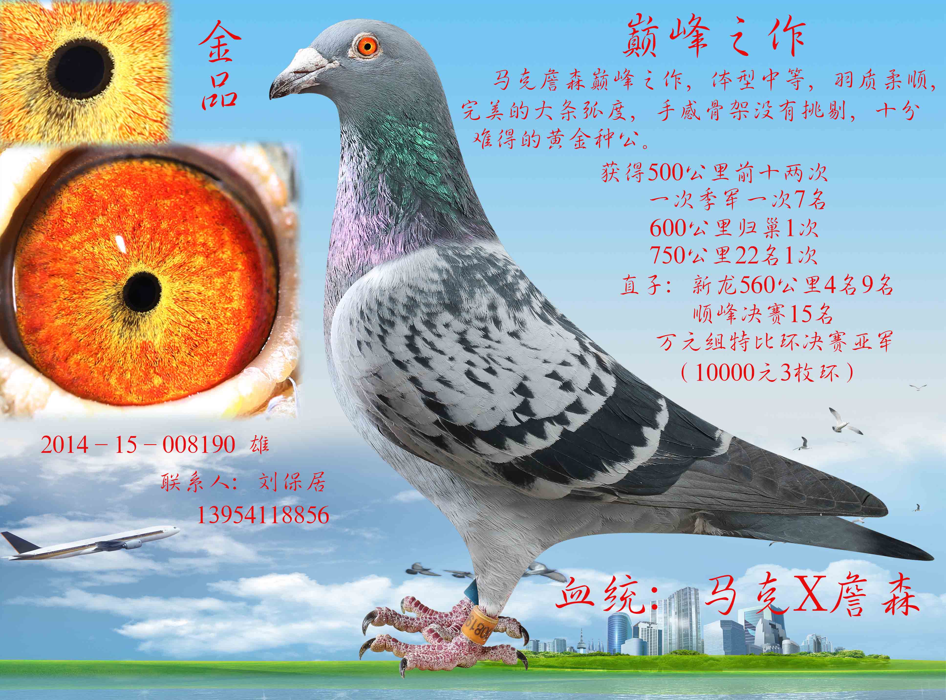 信鸽特征