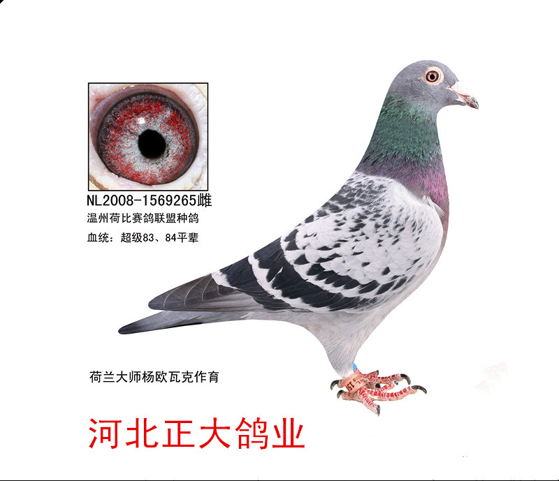 荷兰杨欧瓦克