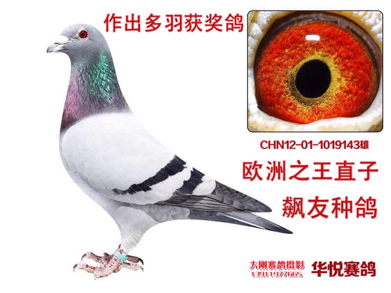 08年比利时kbdb长距离鸽王冠军直子