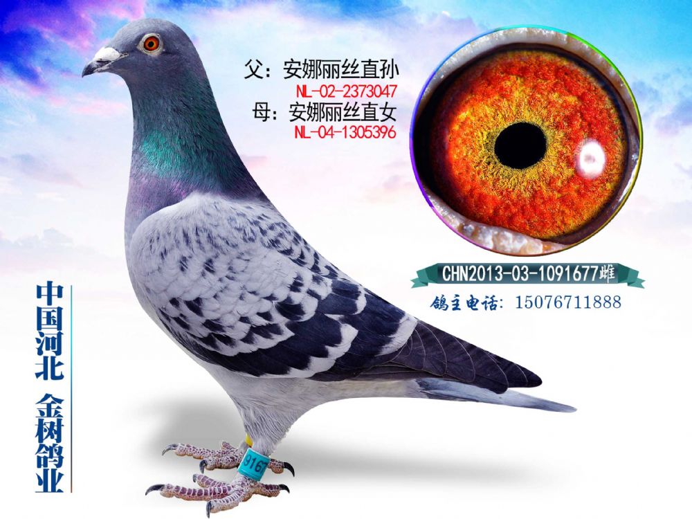 zֱOzֱŮ111