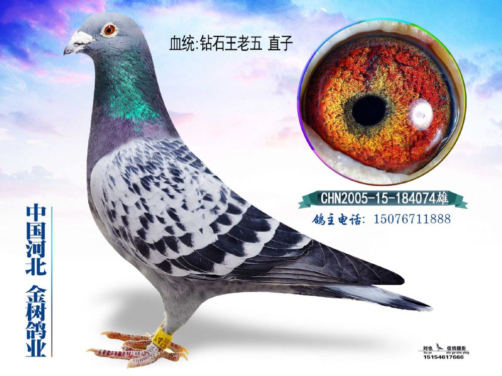 @ʯֱ31