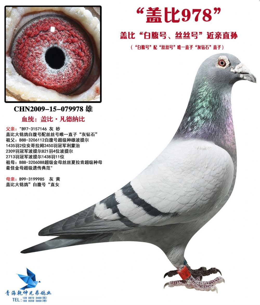 盖比"白腹号,丝丝号"近亲直孙