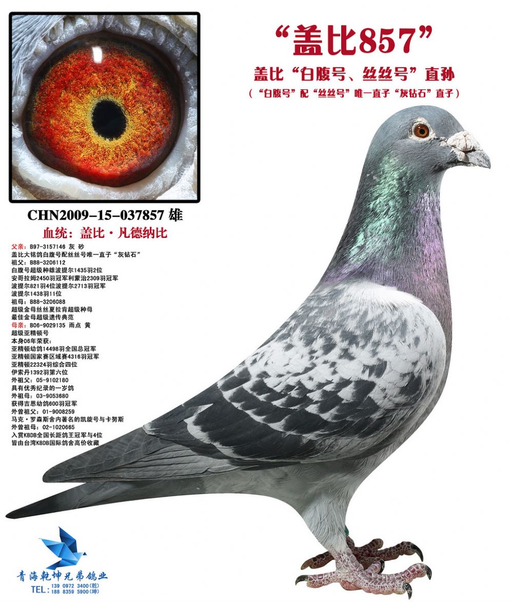 盖比"白腹号,丝丝号"直孙