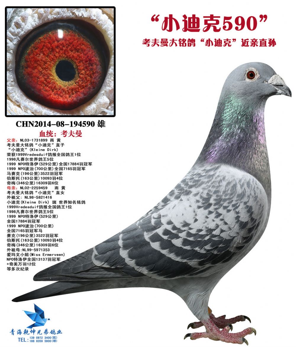 考夫曼大铭鸽"小迪克"近亲直孙