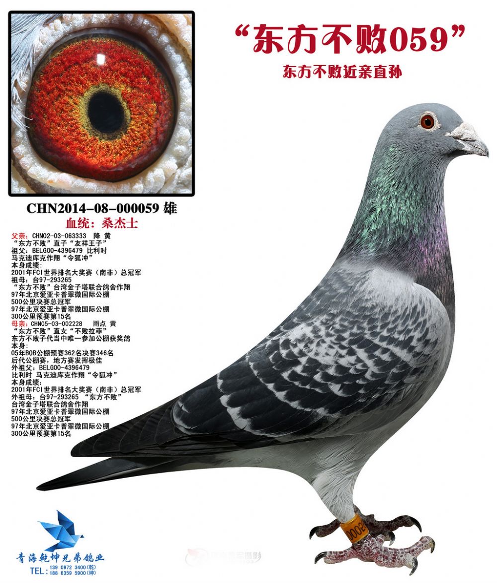 编 号: 529629                鸽 名: 东方不败
