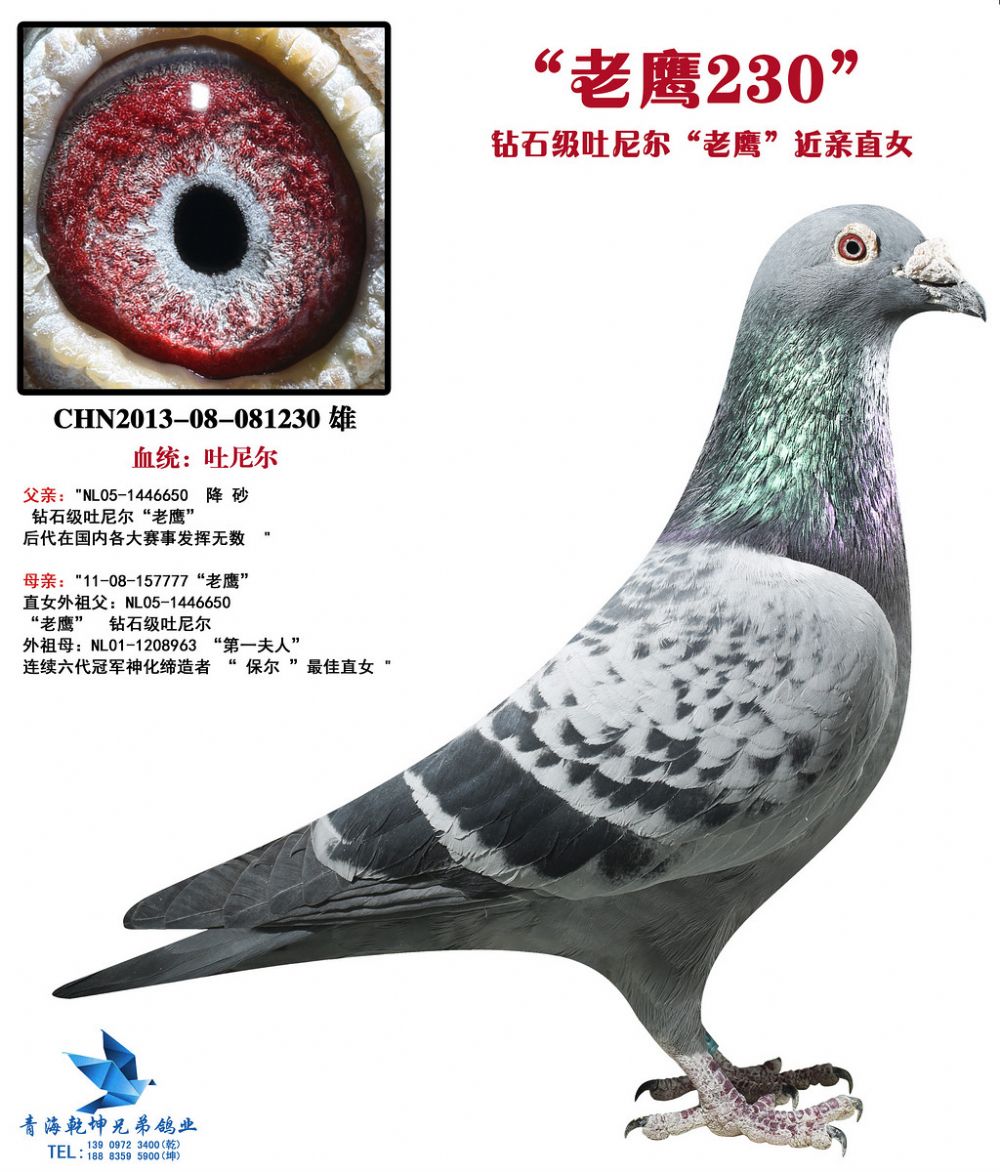 钻石级吐尼尔"老鹰"近亲直子