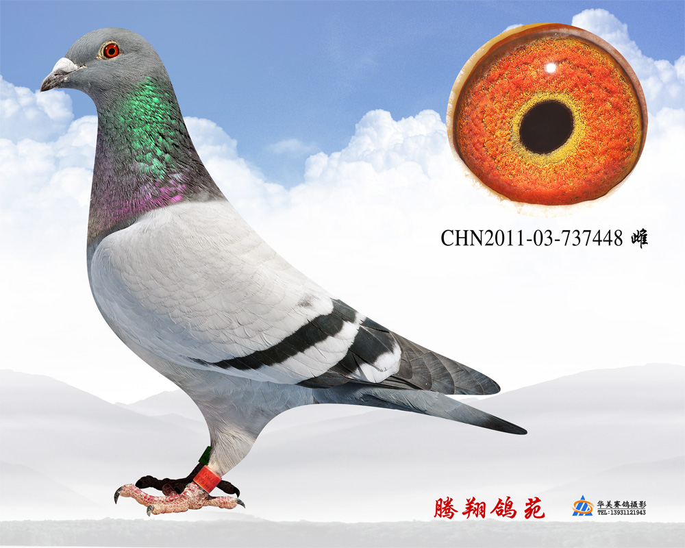 ղɭС448