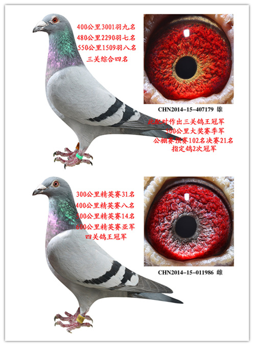 黄金配对_济南聚星鸽业_ ag188.com爱鸽商城_中国信鸽