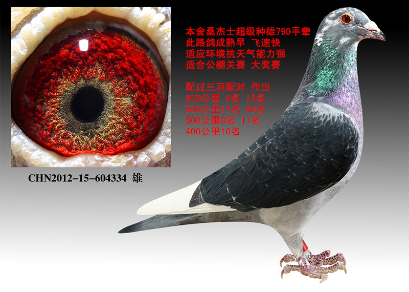 com爱鸽商城_中国信鸽信息网
