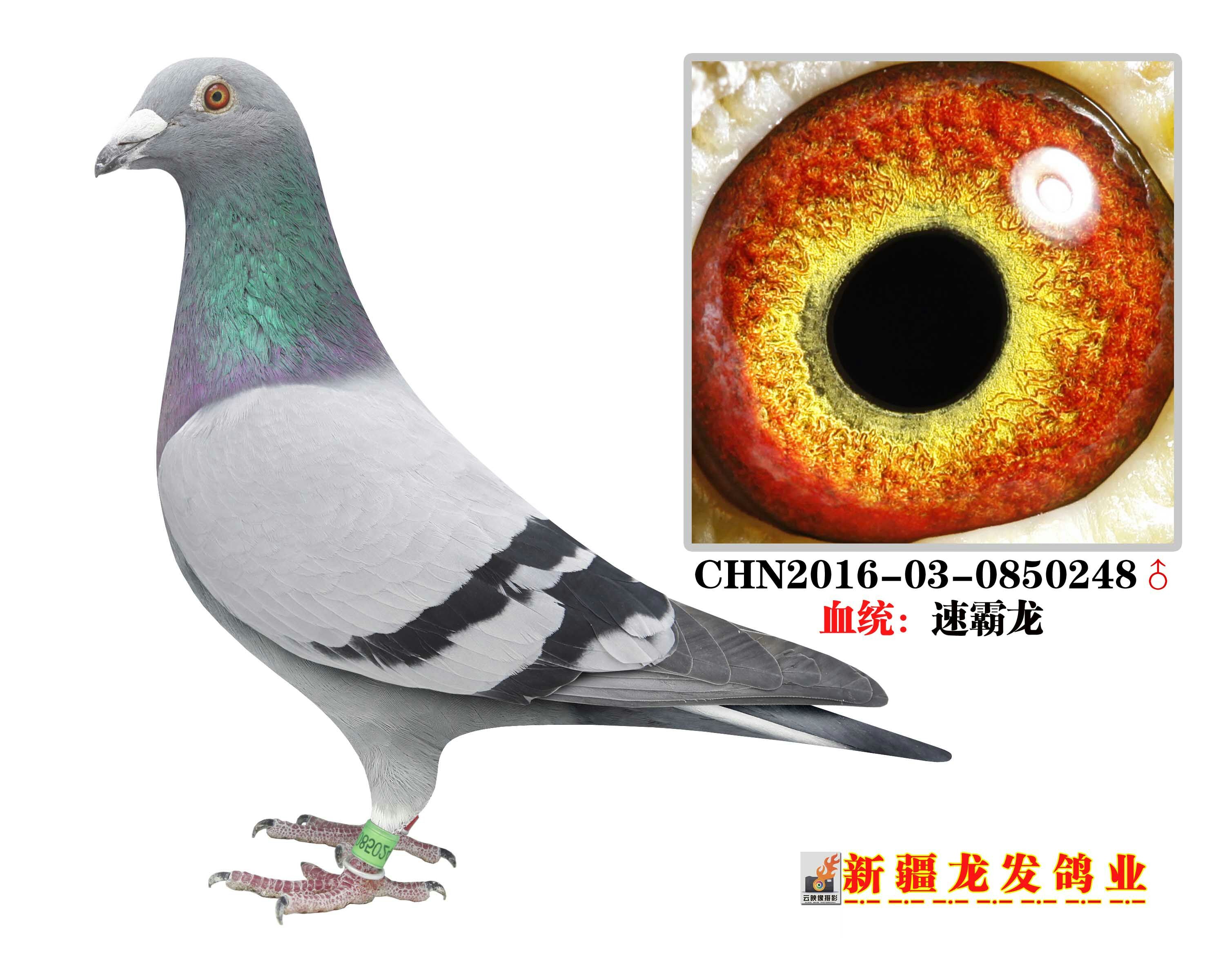 速霸龙