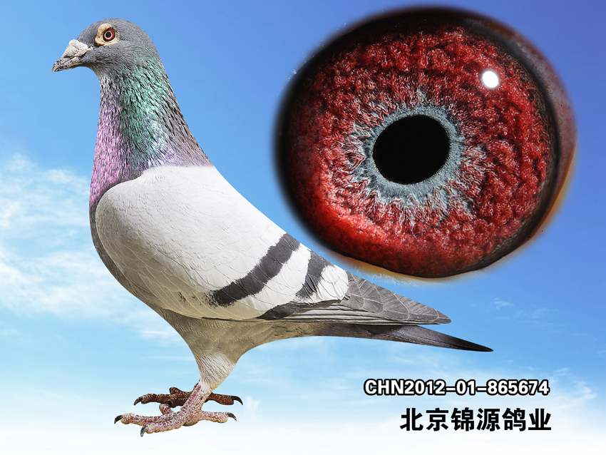 考夫曼.小迪克