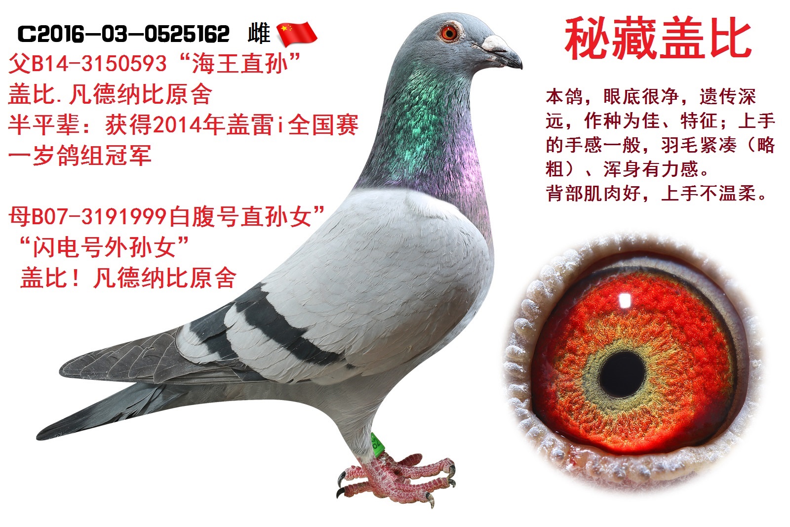 盖比