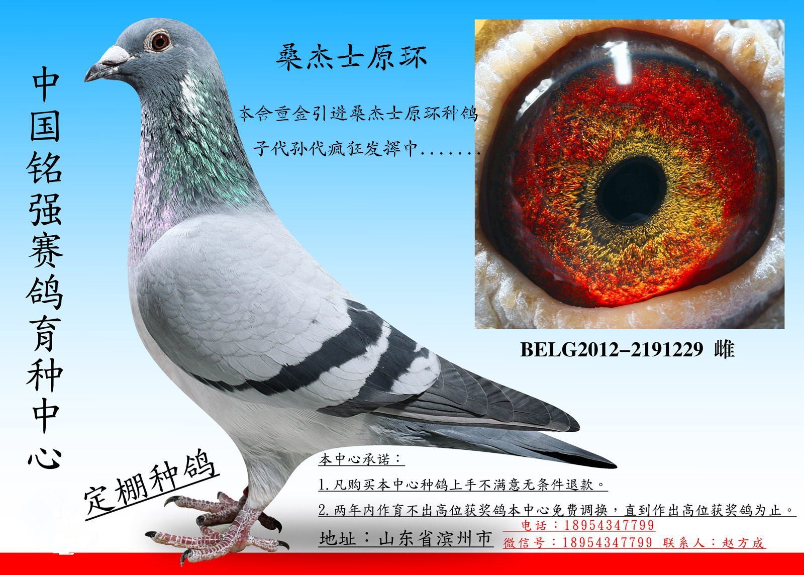 桑杰士原环种鸽