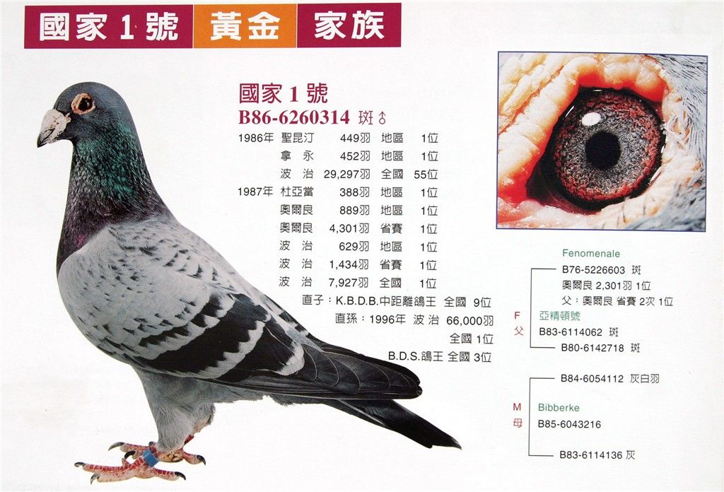 【国家一号】_北京紫光阁_ag188.com爱鸽商城_中国