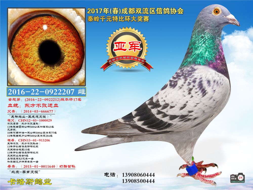 成都双流信鸽协会17年秦岭千元特比亚军