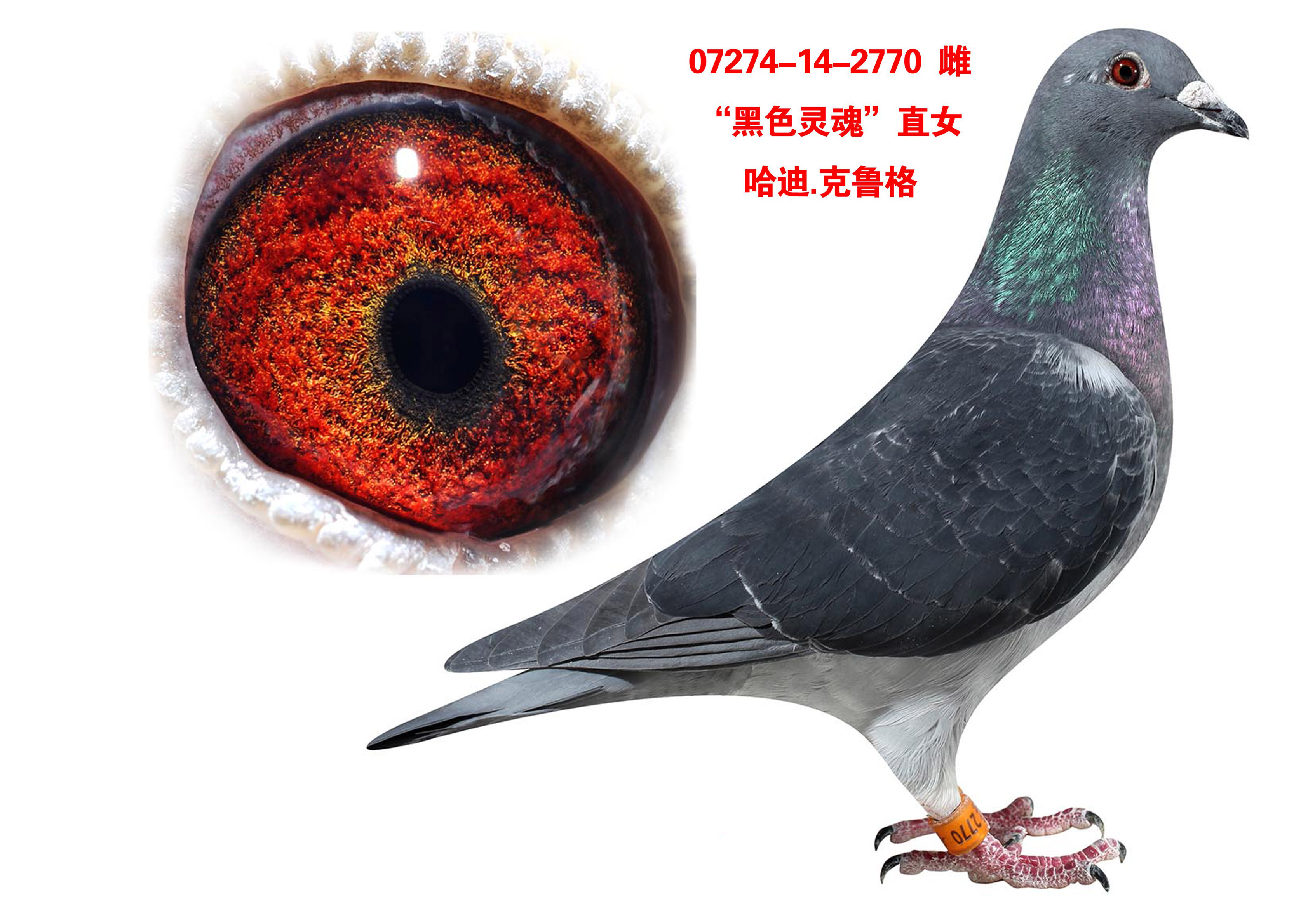 "黑色灵魂"直女_晋宝翔_ ag188.com爱鸽商城_中国信鸽信息网