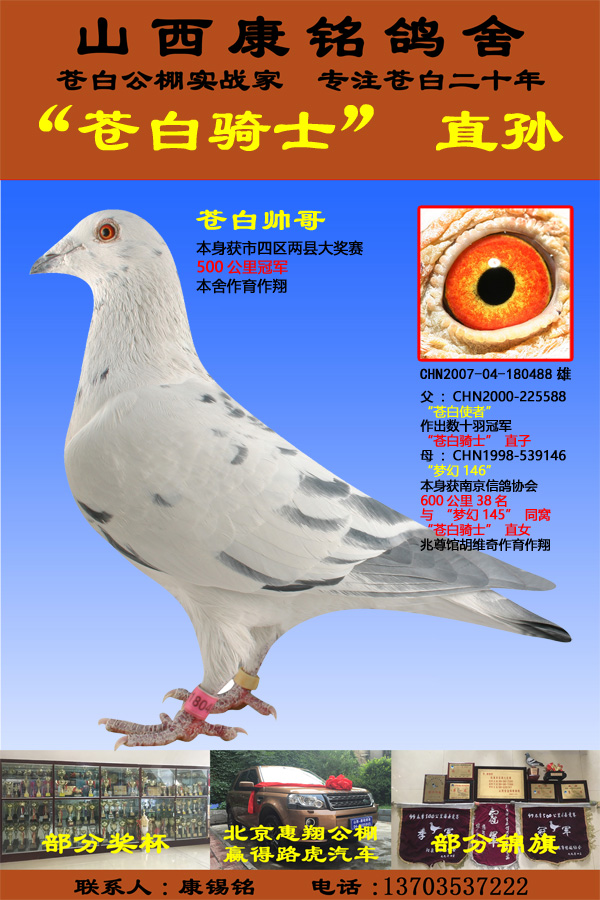 信鸽特征