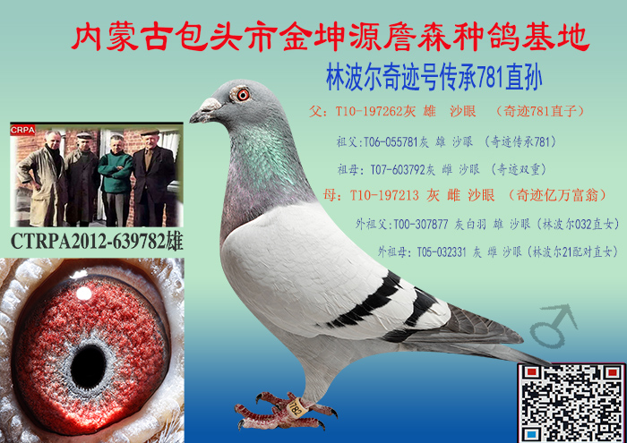 信鸽特征编 号:530977鸽 名:林波尔奇迹传承781孙  已转让羽 色:灰眼