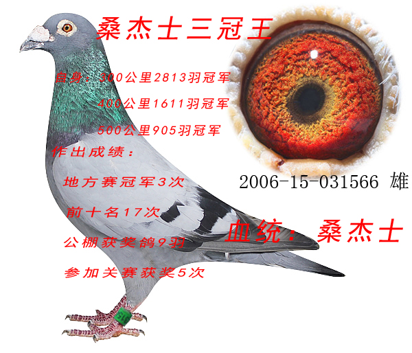 桑杰士三冠王_金天翼赛鸽育种中心_ag188.com爱鸽商城_中国信鸽信息网