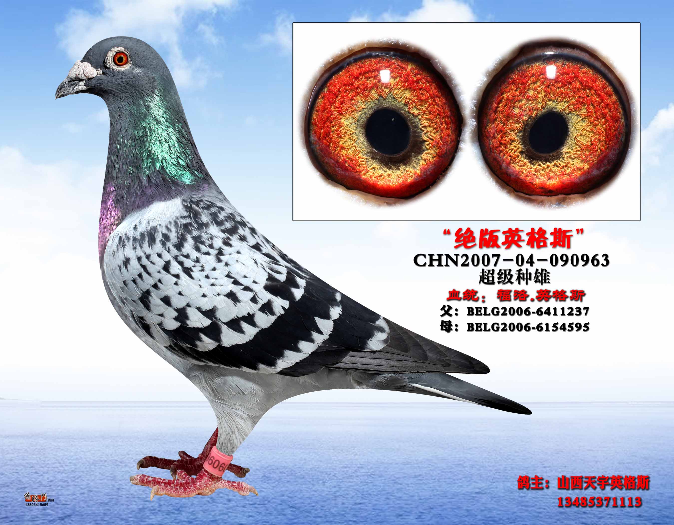 天宇英格斯-种雄090963-山西天宇英格斯-中信网爱鸽