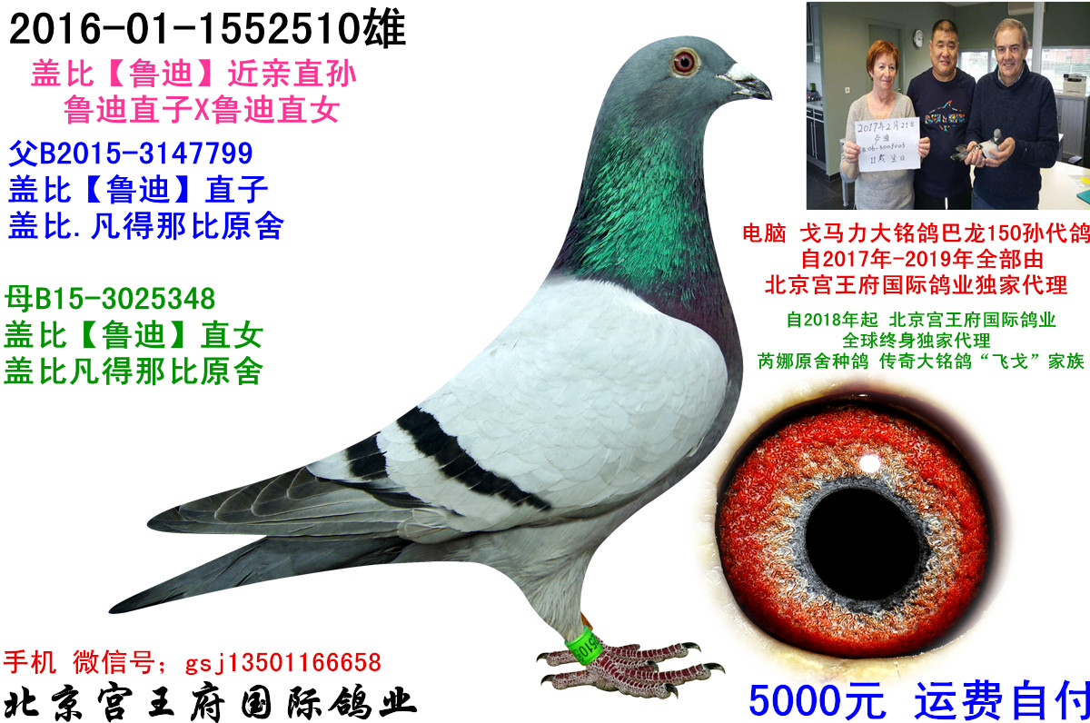 193-盖比【鲁迪】近亲直孙
