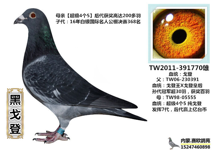 黑戈登_内蒙赛欧鸽苑_ ag188.com爱鸽商城_中国信鸽