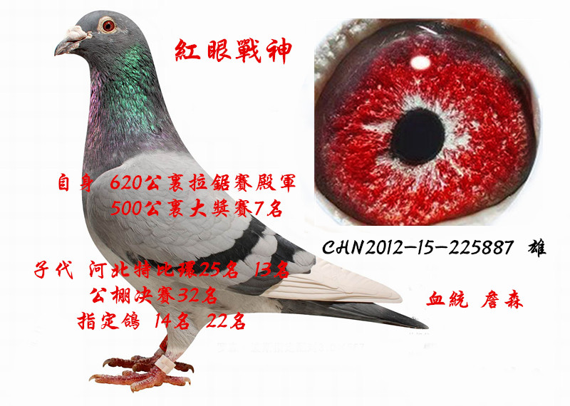 红眼战神