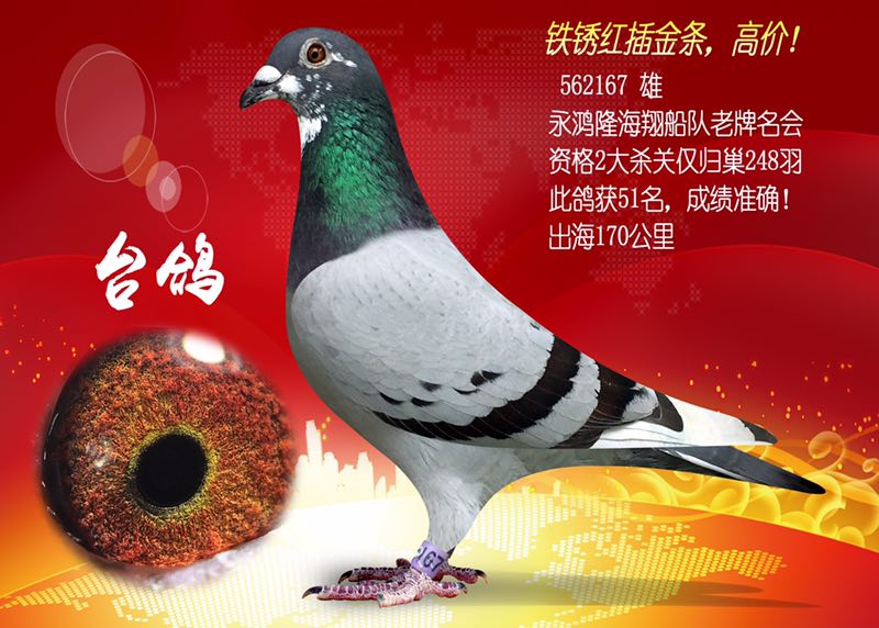铁锈红插金翅完美骨架