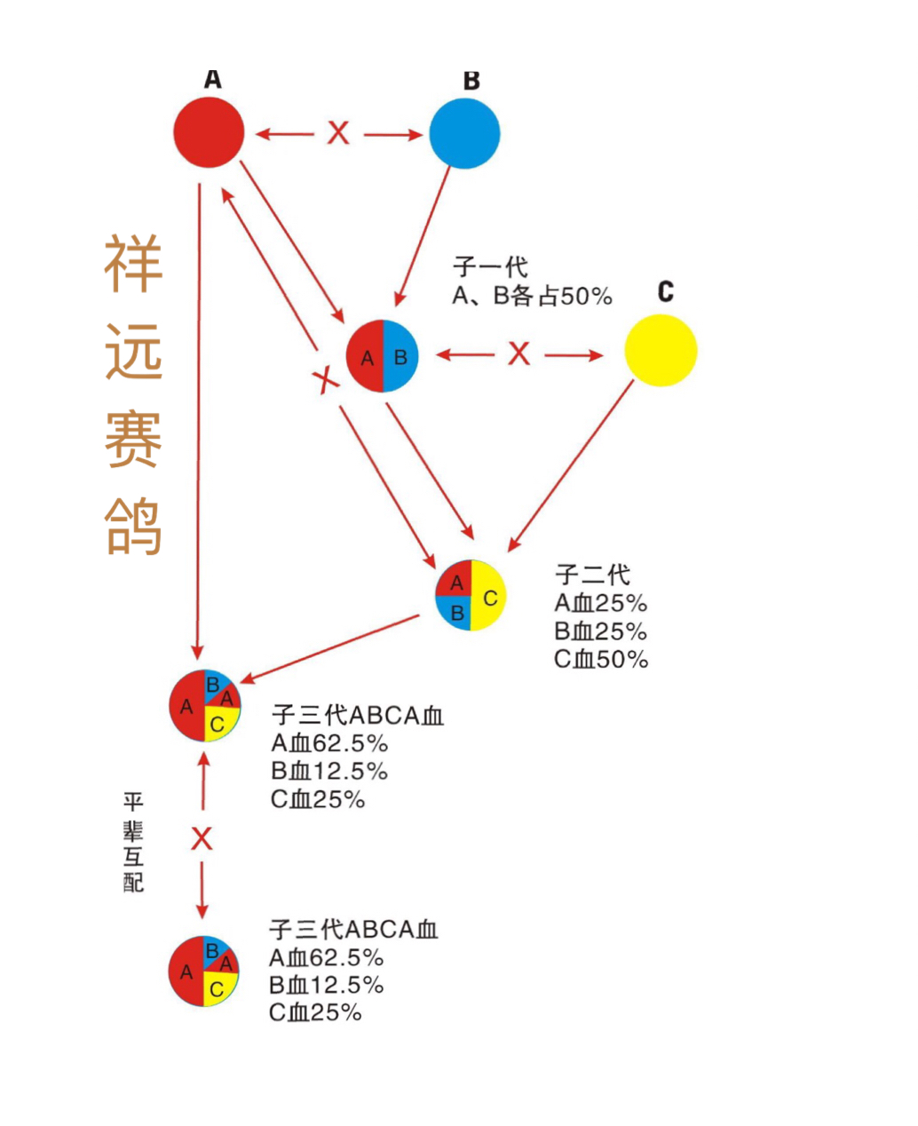 不详                         目 录:  种鸽回血→公式