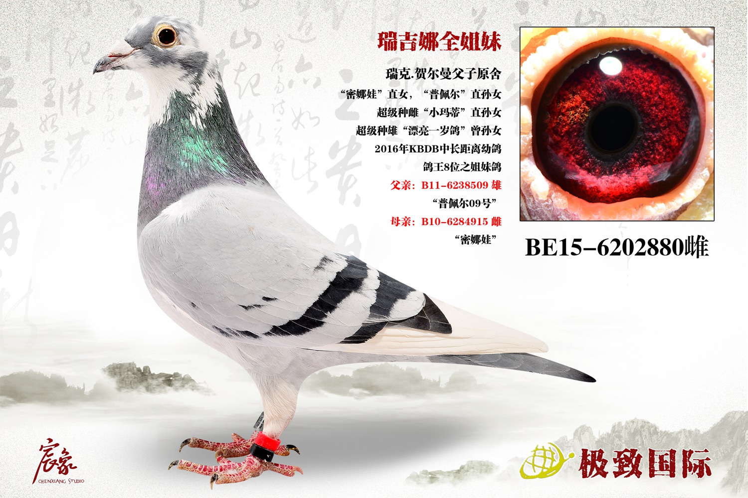 "瑞吉娜-kbdb中长距离幼鸽王"全姐妹