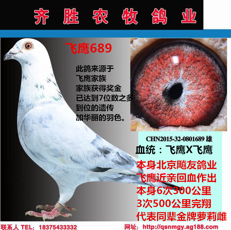 飞鹰689_齐胜农牧鸽业_ag188.com爱鸽商城_中国信鸽信息网