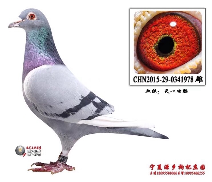 天一电脑_中宁源乡枸杞庄园鸽舍_ag188.com爱鸽商城