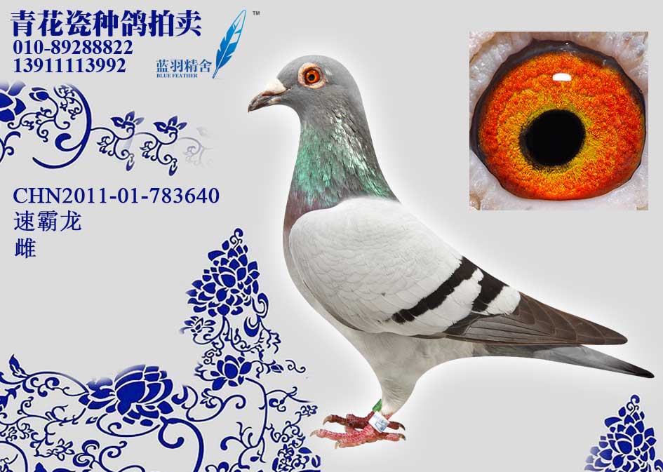 蓝羽精舍余柏华速霸龙