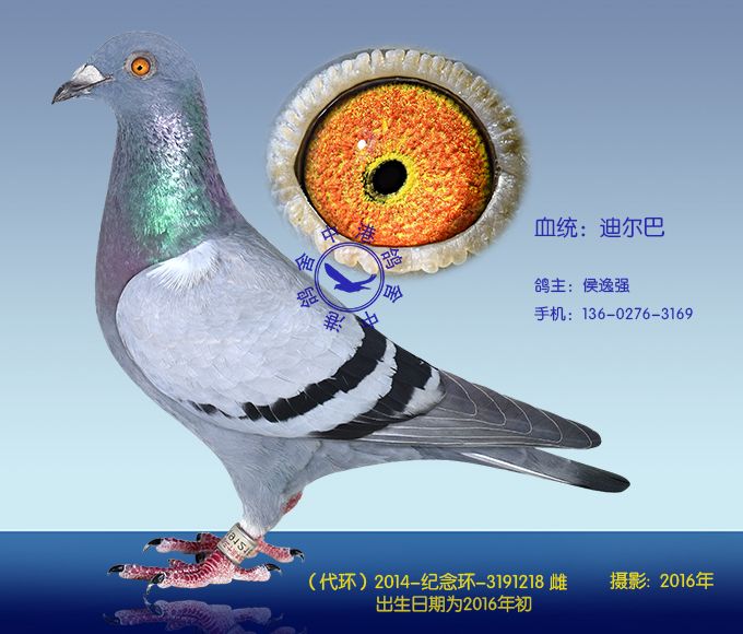 迪尔巴218(非卖品)