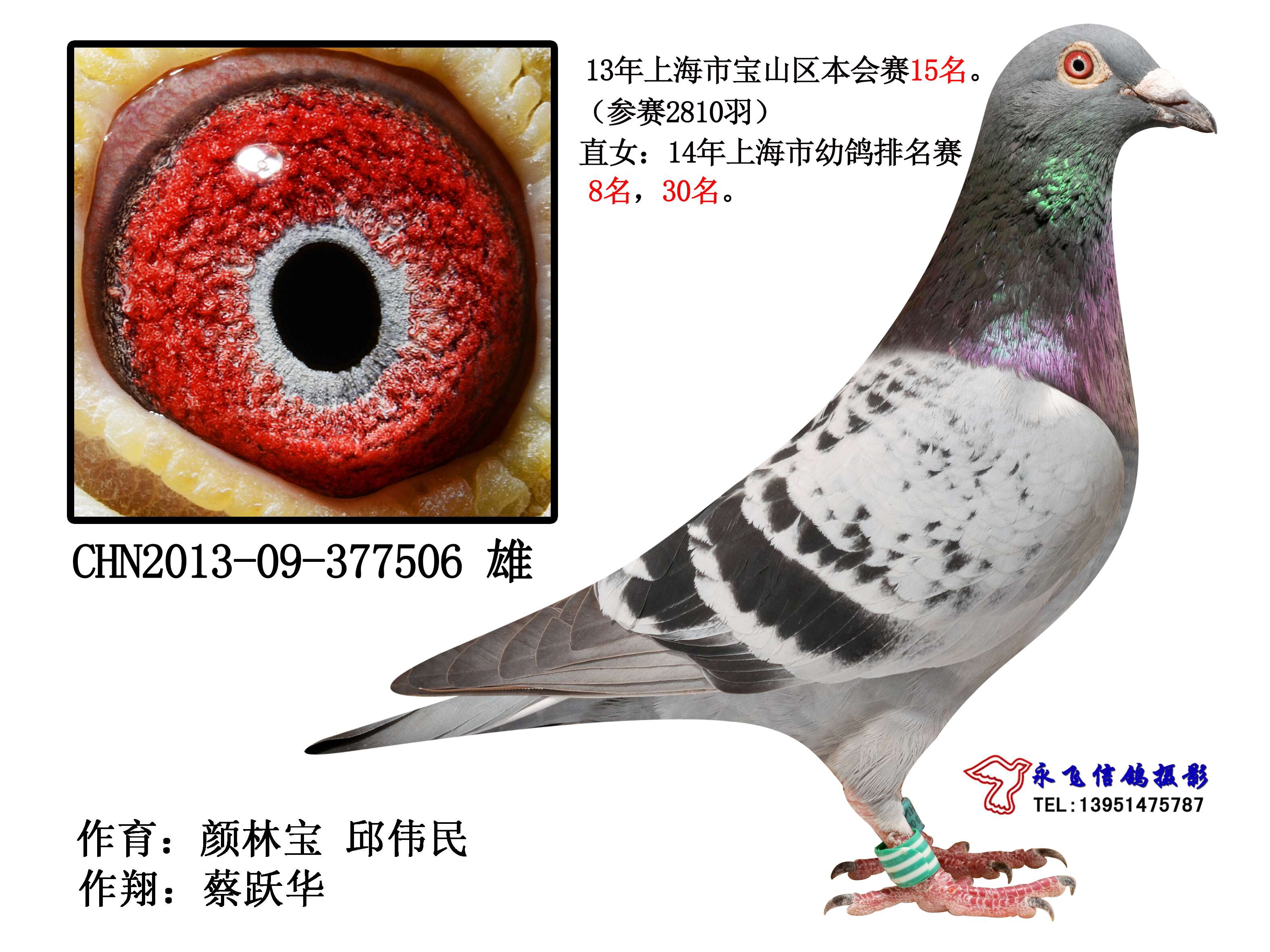 2014年上海市幼鸽排名赛8名