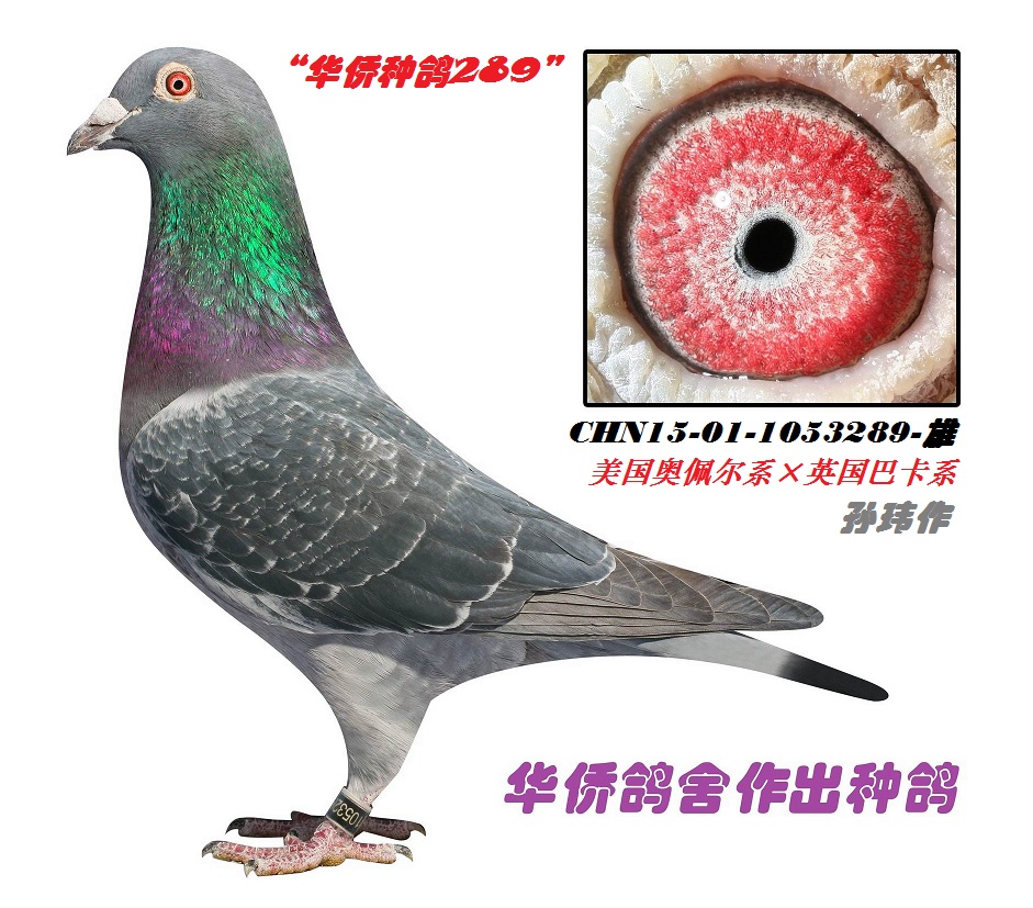 ������˹524