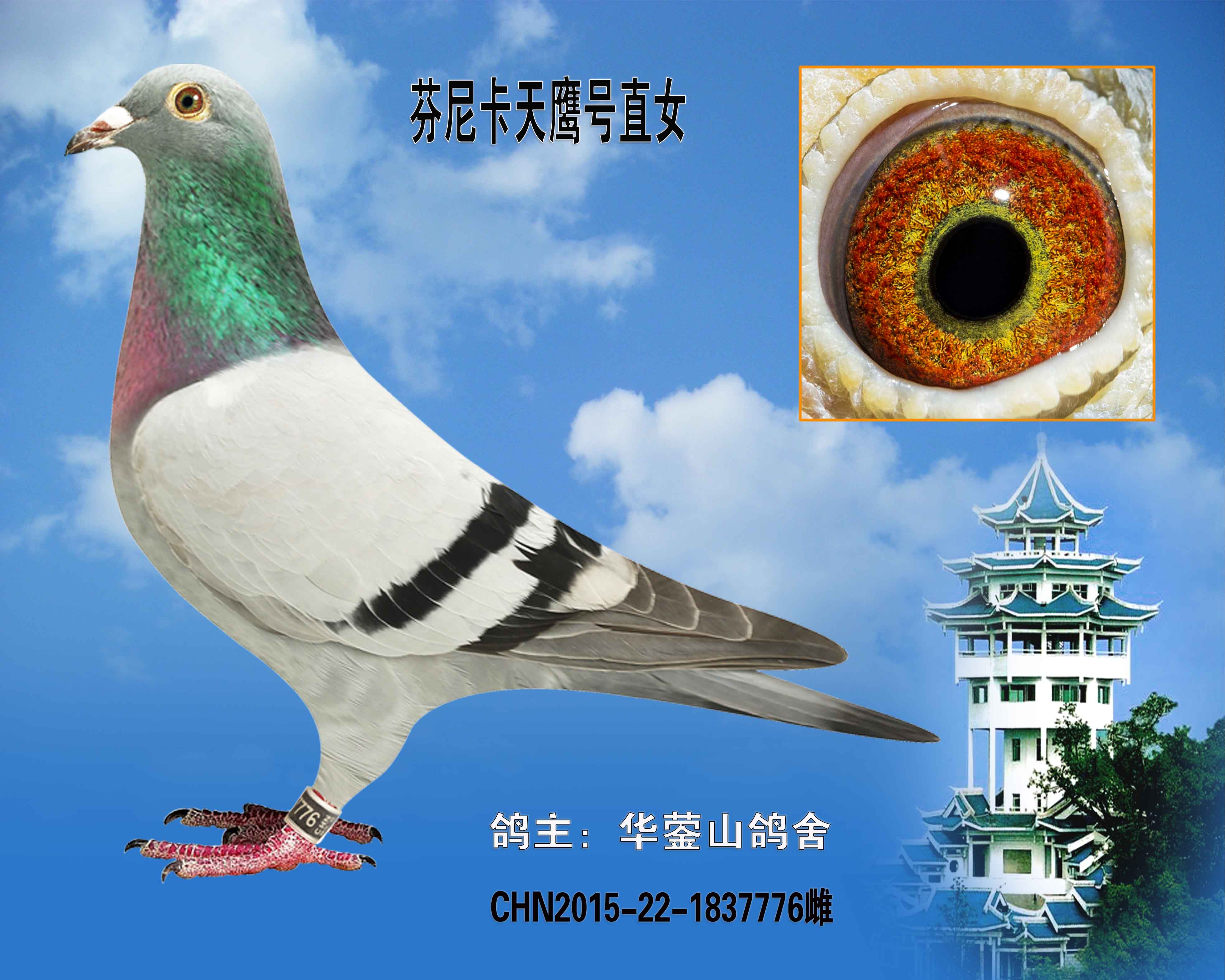信鸽特征